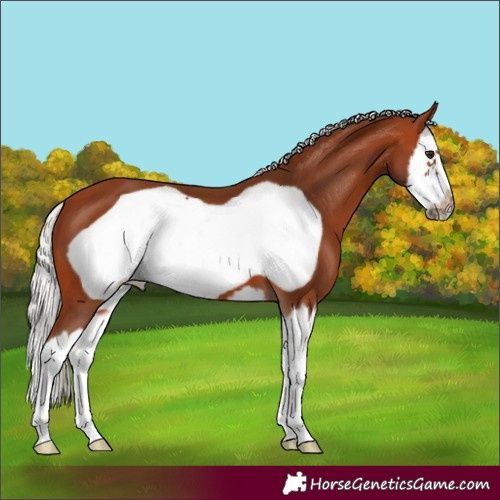 Horse Color:Silver Bay Splash Frame 