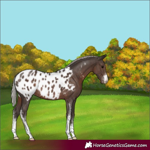 Horse Color:Silver Black Sabino Appaloosa Rabicano 