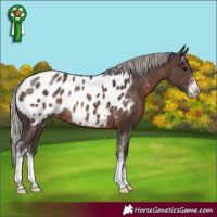 Horse Color:Silver Black Sabino Blanket Rabicano 
