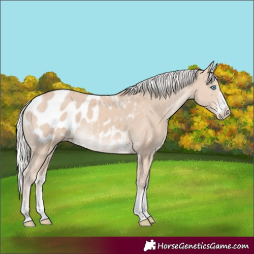 Horse Color:Silver Smoky Creme Sabino Appaloosa 