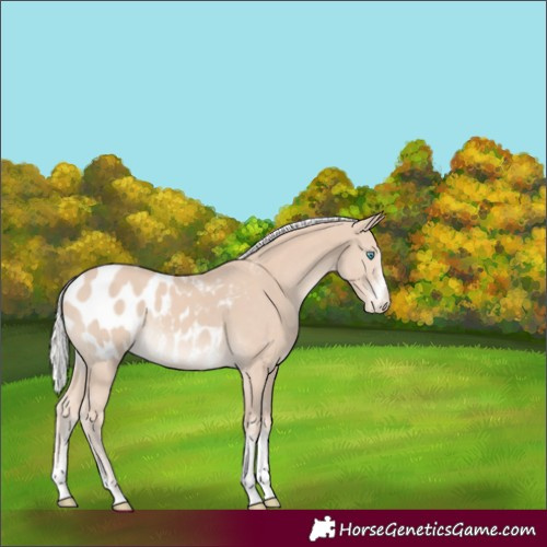 Horse Color:Silver Smoky Creme Sabino Appaloosa 