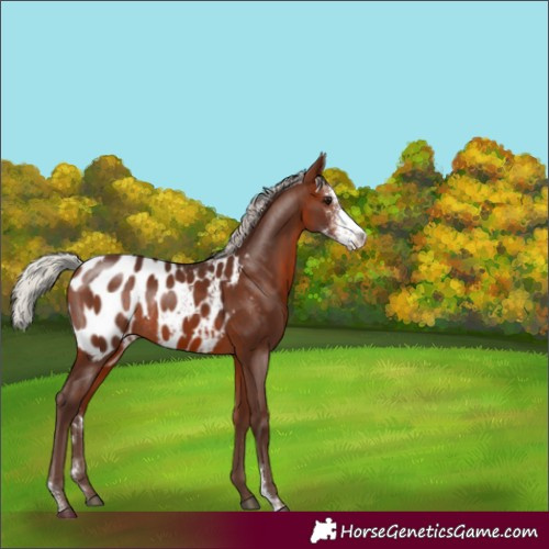 Horse Color:Silver Bay Sabino Appaloosa Rabicano 