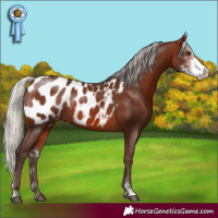 Horse Color:Silver Bay Sabino Appaloosa Rabicano