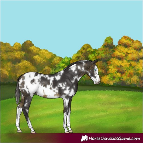 Horse Color:White Spotted Buckskin Splash Frame Appaloosa 