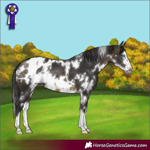 Horse Color:White Spotted Buckskin Splash Frame Appaloosa