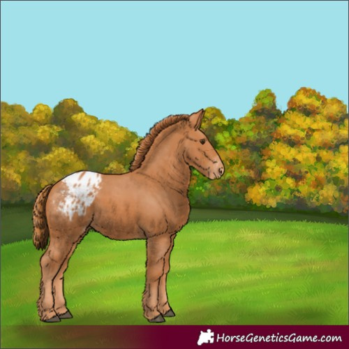 Horse Color:Chestnut Appaloosa 