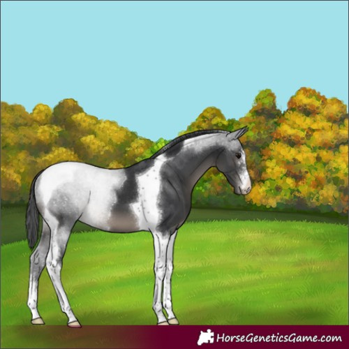 Horse Color:Black Sabino Tobiano Appaloosa 