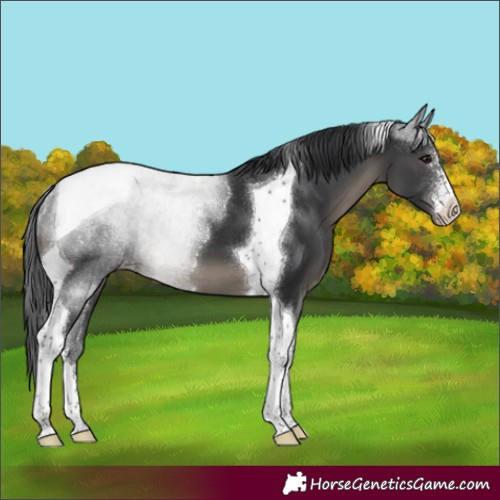 Horse Color:Black Sabino Tobiano Appaloosa 