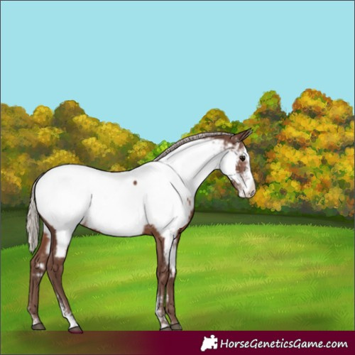 Horse Color:Silver Black Sabino Appaloosa Rabicano 