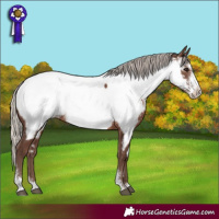 Horse Color:Silver Black Sabino Appaloosa Rabicano 