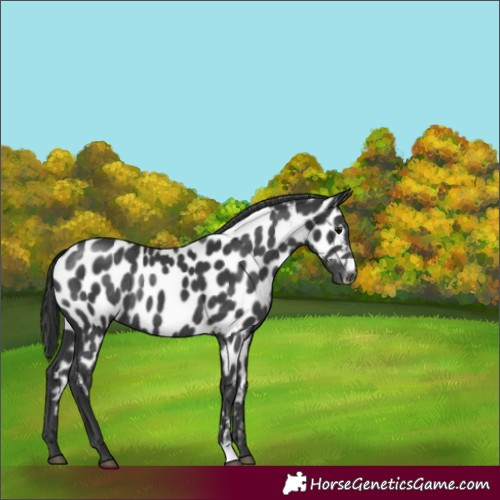 Horse Color:Black Appaloosa Rabicano 