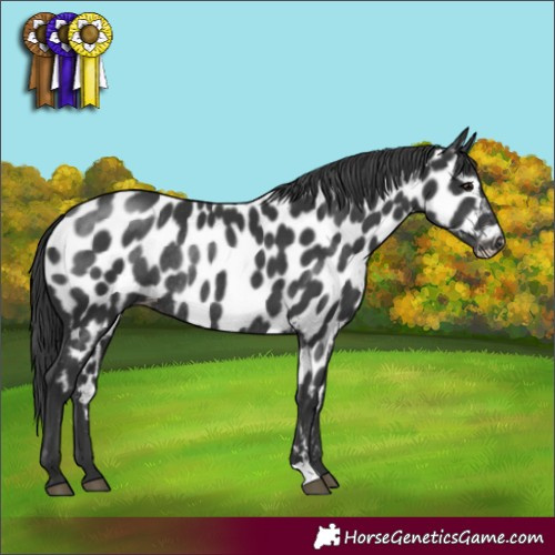 Horse Color:Black Appaloosa Rabicano 