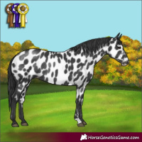 Horse Color:Black Appaloosa Rabicano