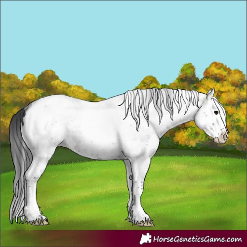 Horse Color:White Spotted Grullo Roan Splash 