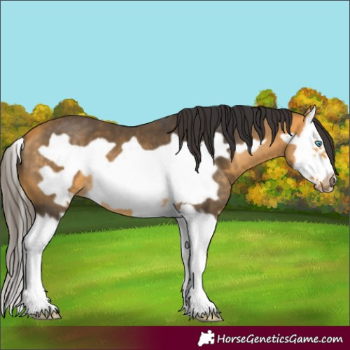 Horse Color:Buckskin Splash Frame 