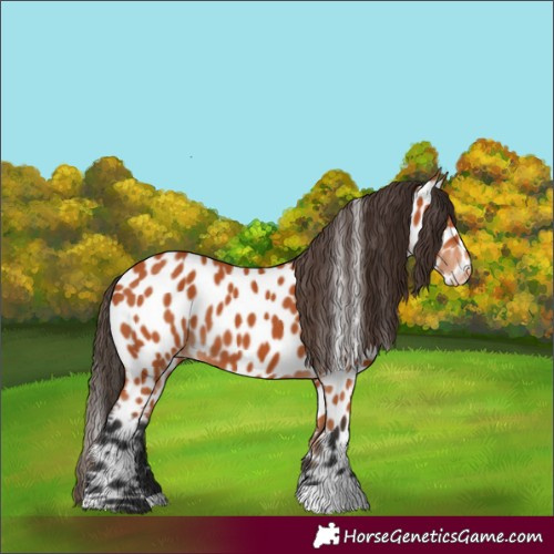 Horse Color:Bay Appaloosa 