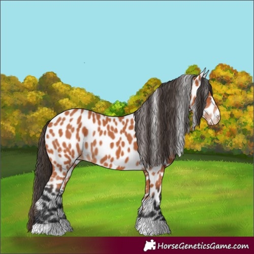 Horse Color:Bay Appaloosa 