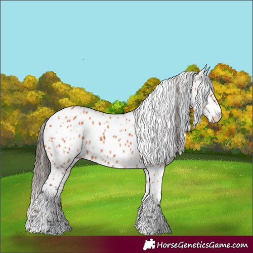 Horse Color:Bay Appaloosa 