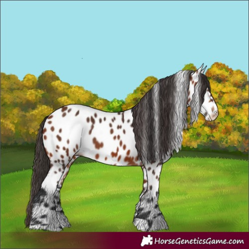 Horse Color:Bay Appaloosa 