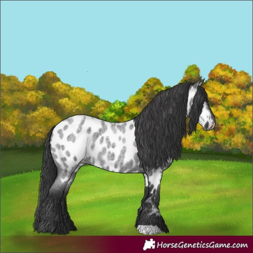Horse Color:Blue Roan Appaloosa