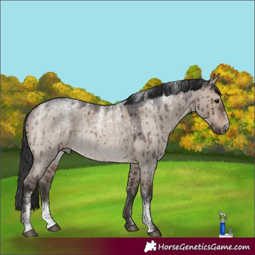 Horse Color:Powder White Brown Roan Dun Rabicano Brindle 