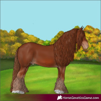 Horse Color:Chestnut Appaloosa 