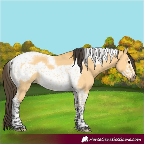 Horse Color:Buckskin Dun Tobiano Frame 