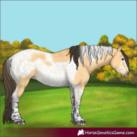 Horse Color:Buckskin Dun Tobiano Frame