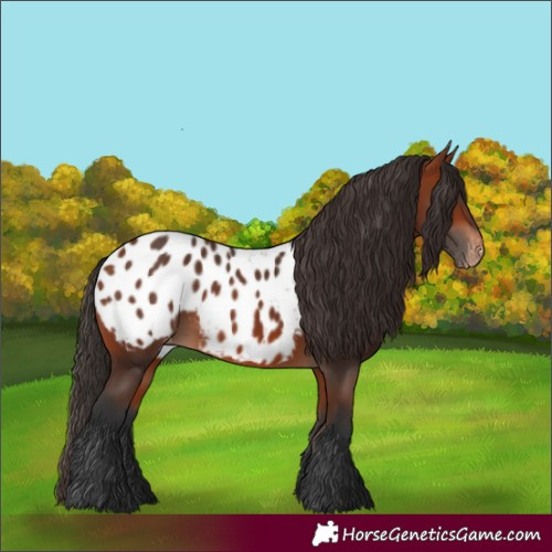 Horse Color:Bay Appaloosa 