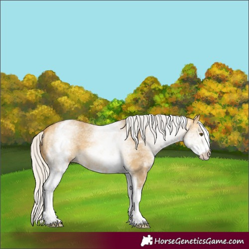 Horse Color:White Spotted Silver Buckskin Dun 