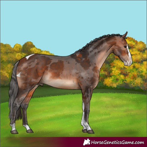 Horse Color:Bay Merle Splash Tobiano 