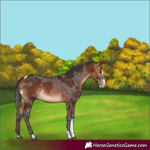Horse Color:Bay Merle Splash Tobiano 