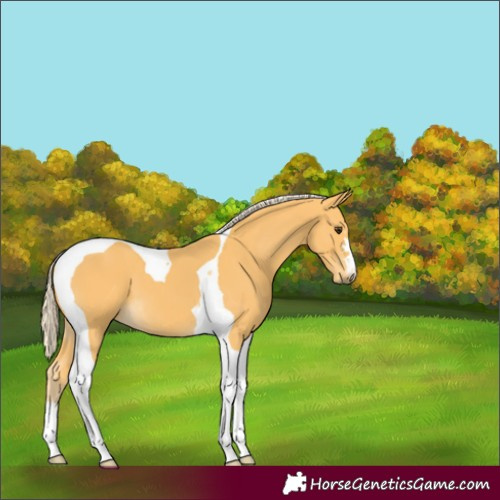 Horse Color:Palomino Tobiano 