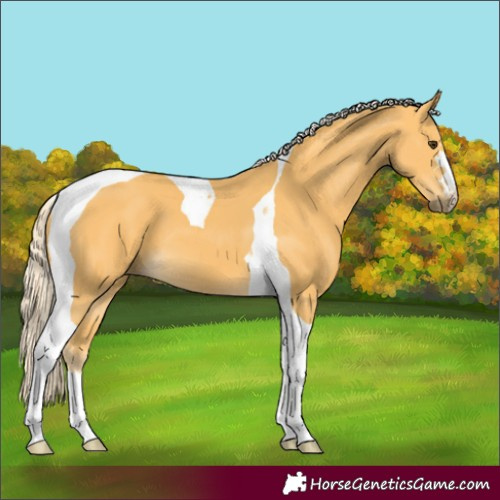 Horse Color:Palomino Tobiano