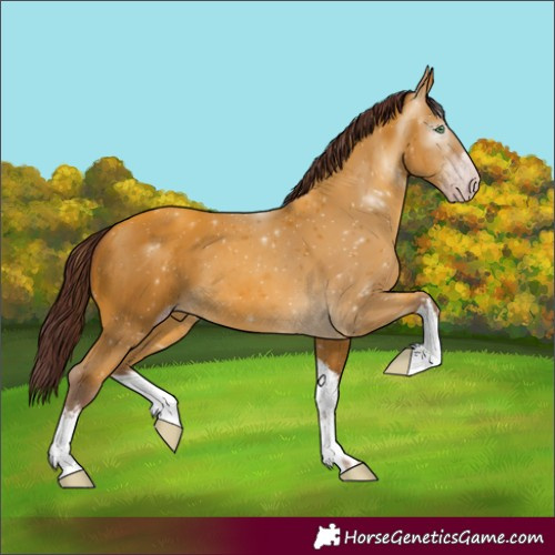 Horse Color:Gray White Spotted Chocolate Amber Cream Champagne 