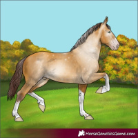 Horse Color:Gray White Spotted Chocolate Amber Cream Champagne 