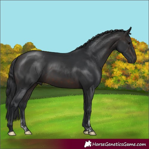 Horse Color:Brown 