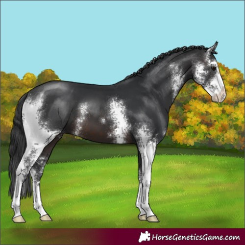 Horse Color:Brown Sabino