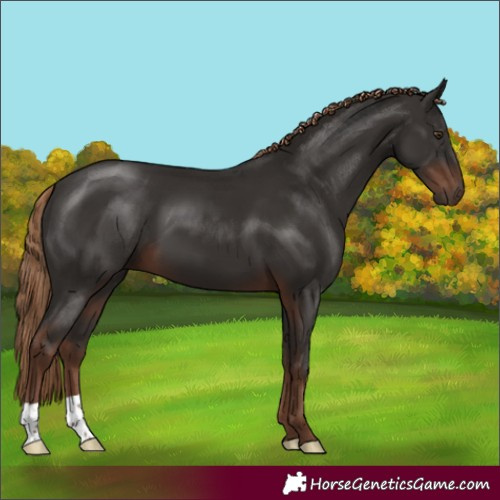 Horse Color:Liver Chestnut