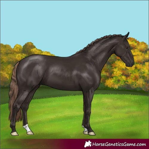 Horse Color:Liver Chestnut 