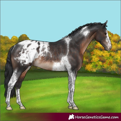 Horse Color:Brown Tobiano Appaloosa Rabicano 