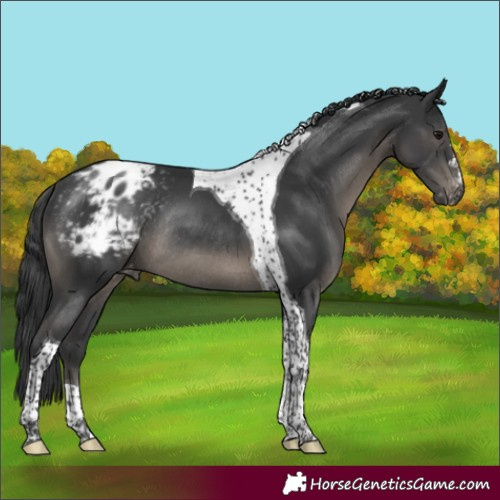 Horse Color:Black Tobiano Appaloosa Rabicano 