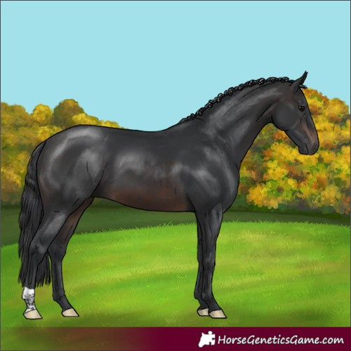 Horse Color:Brown 