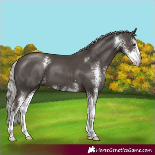 Horse Color:Silver Black Sabino 