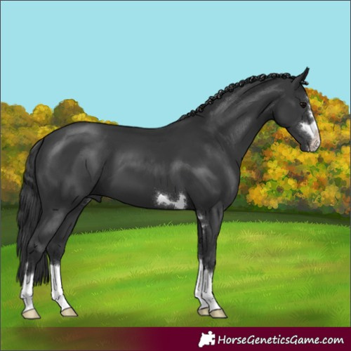 Horse Color:Black 