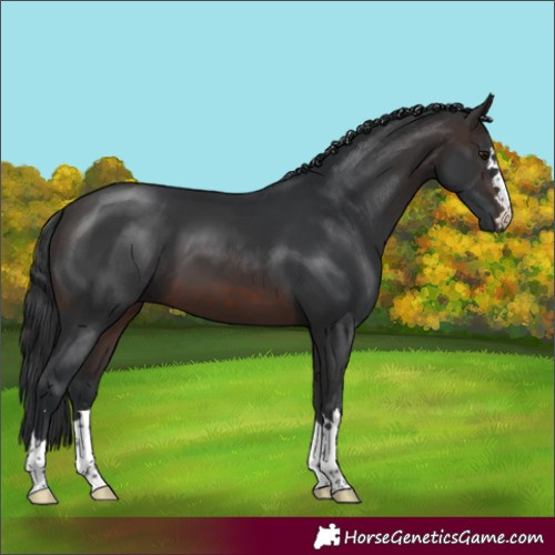 Horse Color:Brown 