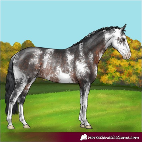 Horse Color:Brown Sabino Rabicano