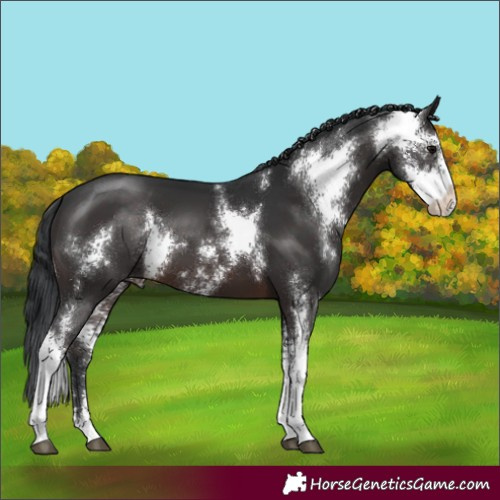 Horse Color:Brown Sabino