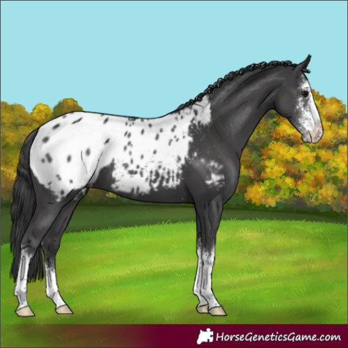 Horse Color:Black Sabino Appaloosa 
