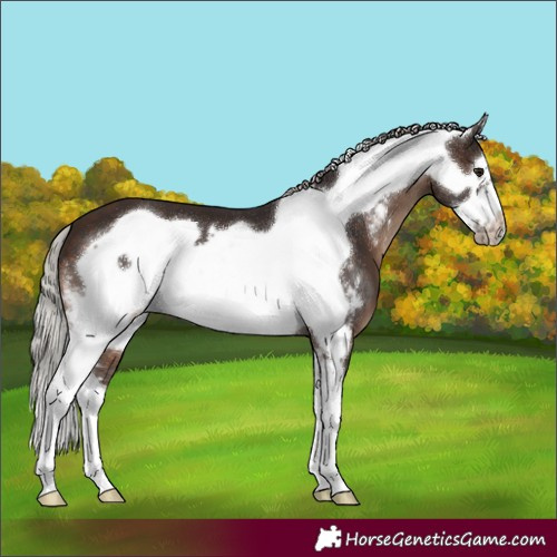 Horse Color:Silver Brown Sabino Frame 
